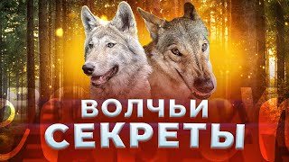 Волчьи секреты Чавеса и Фенрира