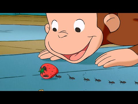 ジョージの蟻パトロール 全編 おさるのジョージ