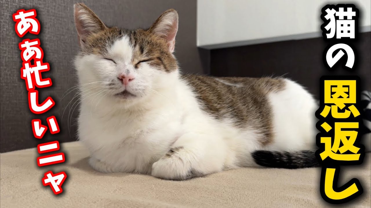 mannine 猫　お好きな方に 猫 おもちゃ キッカー / mannine cat doll 全3種 日本製 手作り
