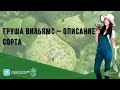 Груша Вильямс — описание сорта