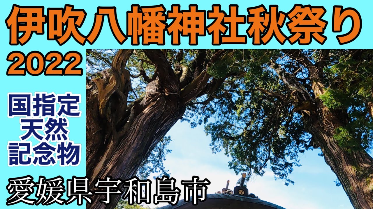 【秋祭り】伊吹八幡神社【愛媛県宇和島市】名称の由来は大きな二本のイブキ【国指定天然記念物】周辺の町の地名にもなった