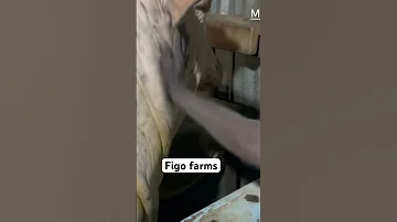 Building A 20 000 Cattle Farm From Scratch Figo S Story Https Youtu Be MVQYf6uCGbU 