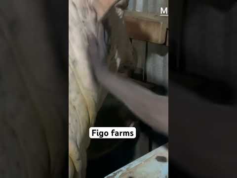 Building A 20 000 Cattle Farm From Scratch Figo S Story Https Youtu Be MVQYf6uCGbU