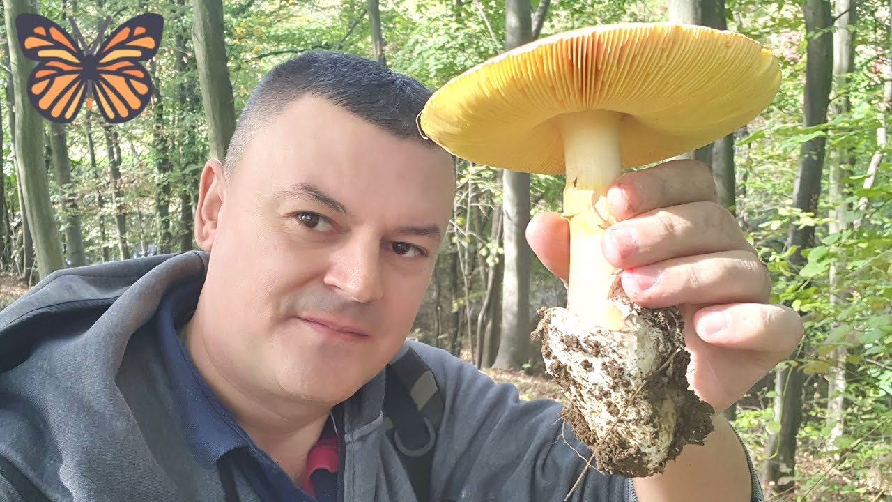 Berba Gljiva Stra Ljivo Vrganji Blagve ume Gdje Niko Ne Dolazi berba-gljiva-stra-ljivo-vrganji-blagve-ume-gdje-niko-ne-dolazi