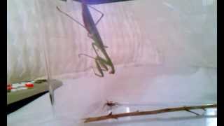 Praying Mantis Attacks a Wolf Spider