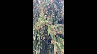 Norway Spruce (Picea abies) pollen slow-mo