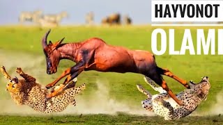 Hayvonot olami / Yovvoyi hayvonlar / Sher / Gepard