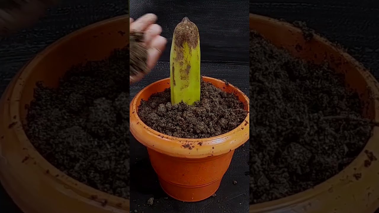How To Grow Banana Tree From Fruit For Beginners Shorts