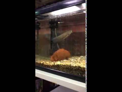 ナマズが餌を食べる様子 城東区役所 Youtube