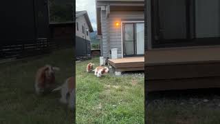「バセットハウンド3兄弟 突然の大運動会」 “Basset Hound Trio – Sudden Playtime Zoomies!”