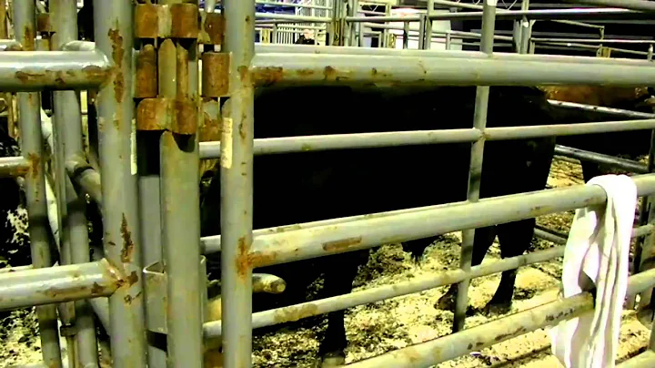 Tour of the Pens with CODY MAGEE - Bridgeport, CT ...