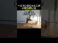 一人でいるにゃんこが心配でホームカメラを見て泣いてしまった飼い主