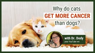 Vets Are Begging Cat Owners to Stop This One Diet Mistake