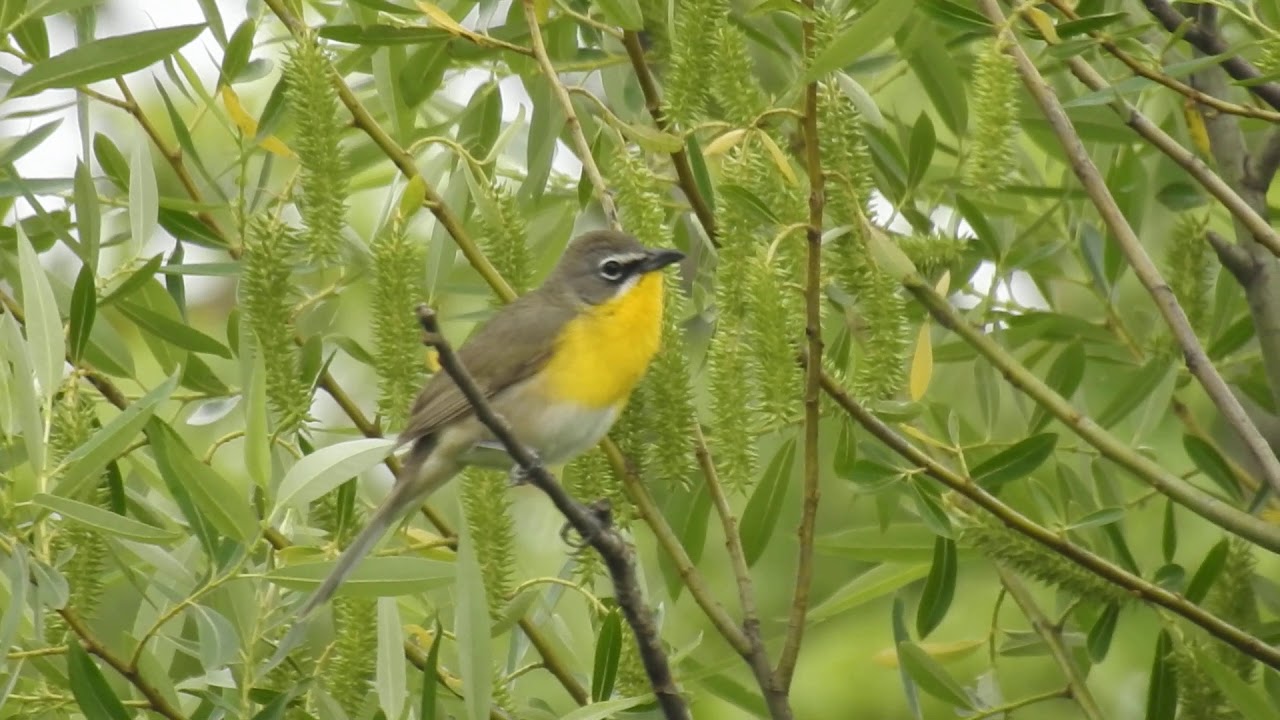 Yellow-breasted Chat Singing 