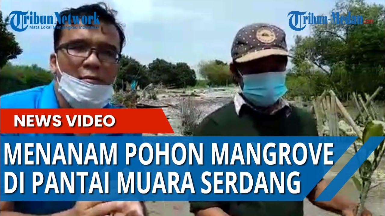 Yuk Intip Bagaimana Cara Menanam Pohon Mangrove di Pantai agar