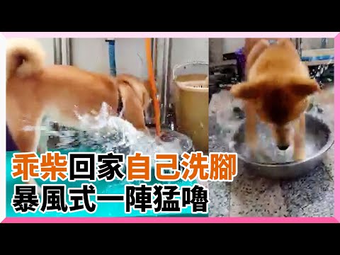 乖寶寶柴犬回家會自己洗腳 暴風式猛嚕前腳惹媽笑：強迫症｜寵物動物｜柴柴
