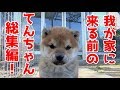 【祝一歳!】我が家に来るまでのてんちゃん! 総集編 太郎の犬モノガタリ#91