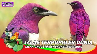 Burung Jalak Ungu JALAK TERPOPULER DUNIA - Violet Backed Starling Feeding