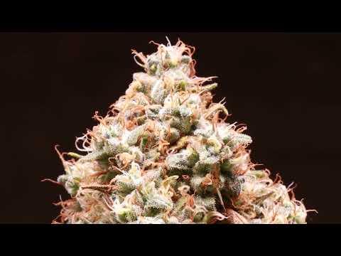 How to Choose Your Seeds for a Good Harvest