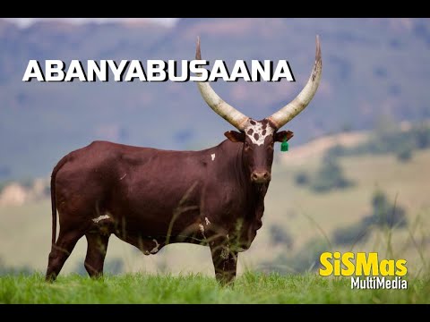 ABANYABUSAANA Clan History BY MARTIN KATUNGISA  Bahima Best Loved Songs