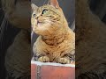 Eine Konversation Zwischen Ilse und mir #cats #shortsviral #katze #fyp #viral