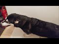 Some TLC time for Alaskan Malamute and Golden Retriever when mum...