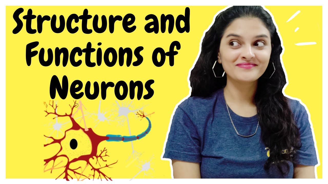 ANATOMY OF NEURONS | Structure and Functions of Neurons | Neurons Part ...