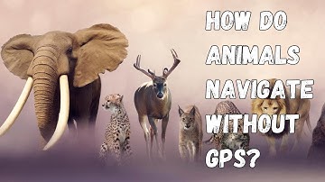 The Incredible Navigation Skills of Animals: How They Find Their Way Without GPS ?