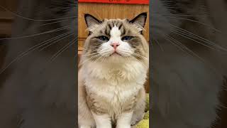 ragdoll cat dance