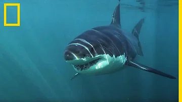 Où vit le grand requin ?