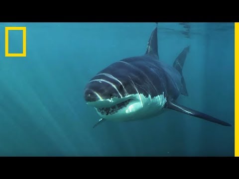 Vidéo: Les requins peuvent-ils nager dans 60 mètres d'eau ?