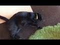 お尻を触ると転がる猫  【保護猫カフェ】Cat that rolls when you touch the butt Protection cat cafe  VLOG