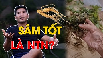 Cách nhận biết Sâm Lai Châu chất lượng | Dương Sâm