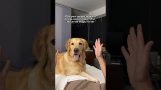 This Den Retriever Loves Magic