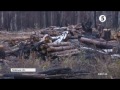 Ріжуть посеред білого дня, навіть в заповідних зонах: Як Україна "лисіє", з'явилась інтерактивна карта вирубки лісів (відео)