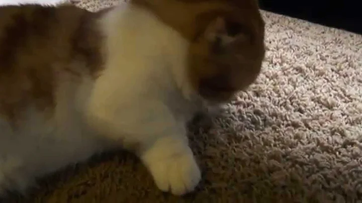 Watch the video about Exotic Cats Munchkin Scottish Fold STUD. (Ozzy Daddy) Alberta, Canada