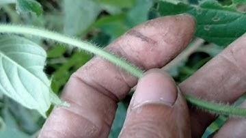 Tshuaj zoo qaug tshav  & mob pob qa o by tshuaj cawm seej