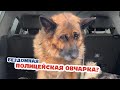 Старая служебная овчарка оказалась на улице?