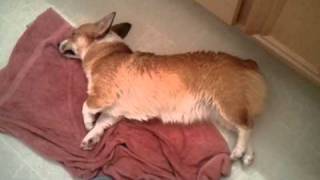 Lana the Corgi's after bath ritual