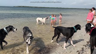 Florida Girls Are So Happy To Meet & Greet  Five Friendly Great Danes At The Beach