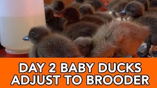 Day 2 Raising Baby Ducklings