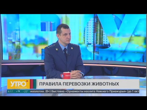 Перевозка животных: питомцев приравняют к пассажирам? Утро с Губернией. 01/02/2024. GuberniaTV