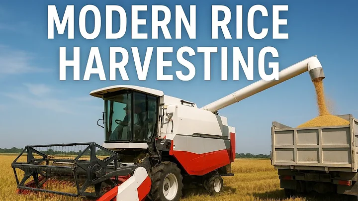 Modern Farming in Action | Fast & Effective Rice Harvesting Techniques