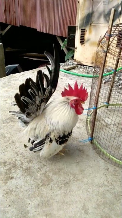 Ayam kate meninggalkan pasangannya 😁😁😁