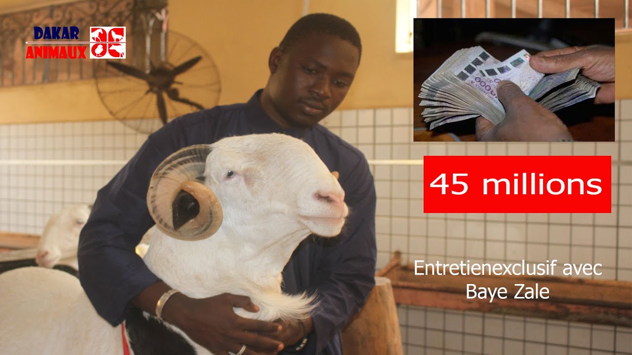 Fass Mbao: tout savoir sur le mouton vendu à 45 millions de francs CFA (entretien avec Baye Zale)
