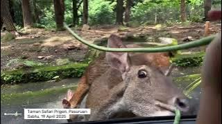 Pertama kali liburan berempat | Taman Safari Prigen 💚 Ara&Arvand