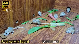 Cat TV mice | Amazing hide & seek fun of adorable mice wide view with real sound 4k UHD 8 hours