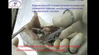 Методы неполной декапитации лабораторных животных при молекулярно биологических исследованиях. Методы неполной декапитации лабораторных животных при молекулярно биологических исследованиях.