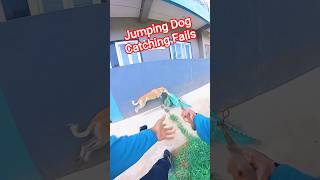 Main Road Dog Miss Catch #dog #streetdogrevival #rescue #fail