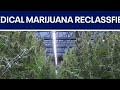 Medical marijuana reclassified by new Trump order | FOX 7 Austin